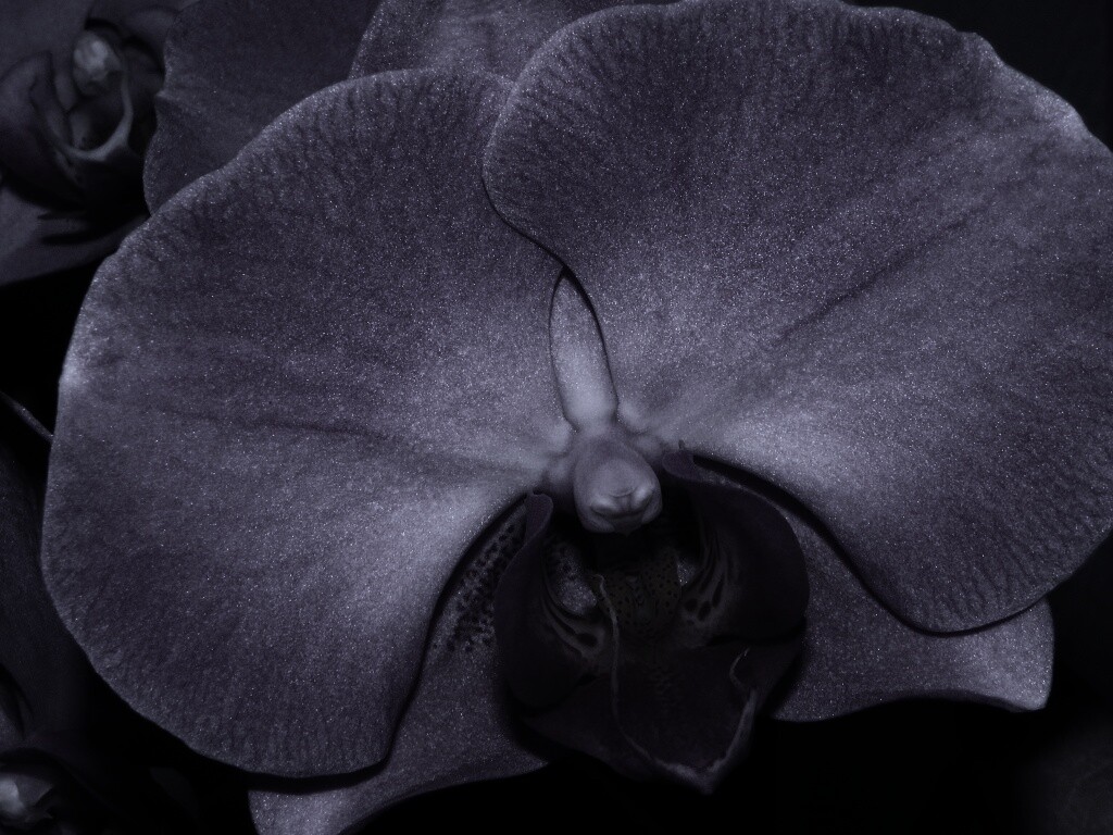 Фиолетовая орхидея обои