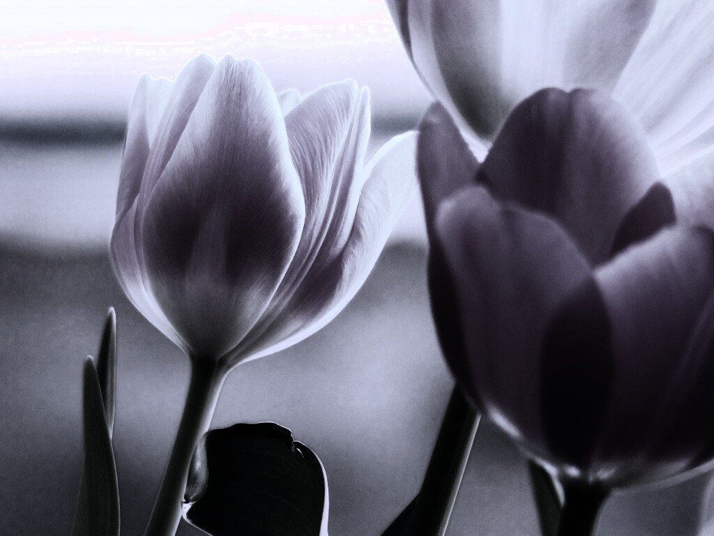 Тюльпаны обои
