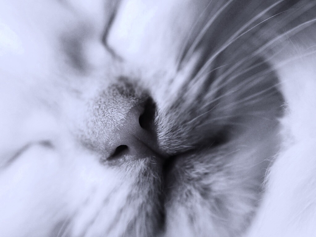 Кошачья мордочка обои