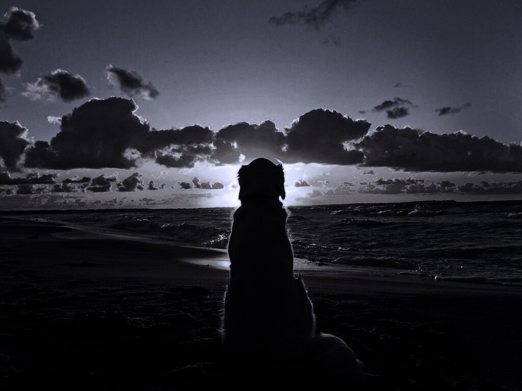 Собака наблюдающая закат на пляже обои