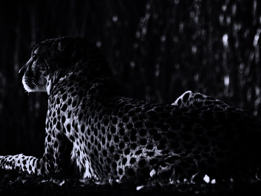 Гепард обои