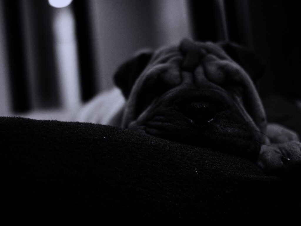 Щенок шарпея спит обои