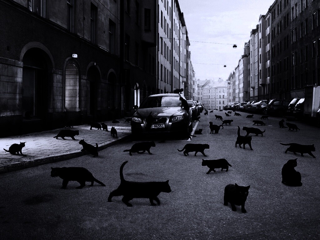 Город кошек обои