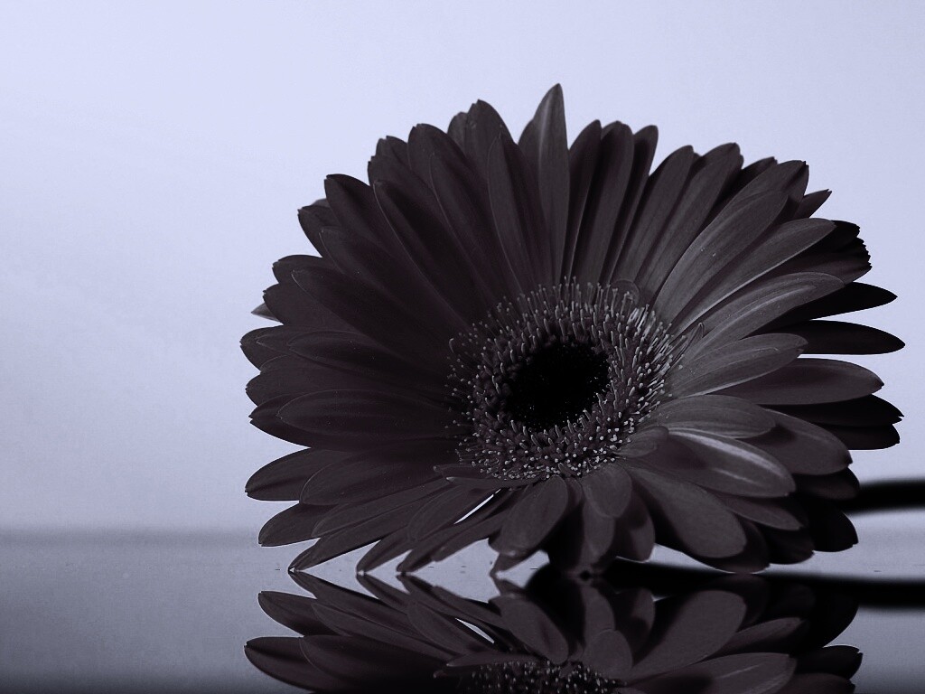 Гербер на стекле обои