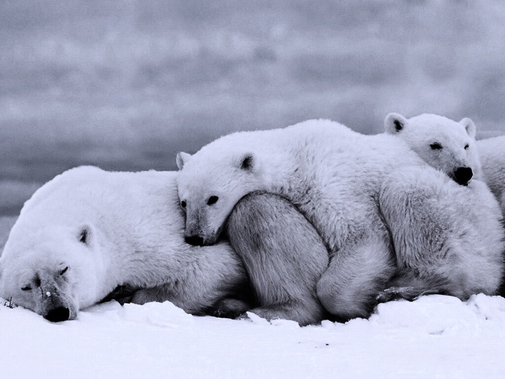 Белые мишки спят обои