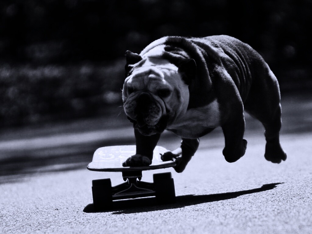 Собака на скейтборде обои