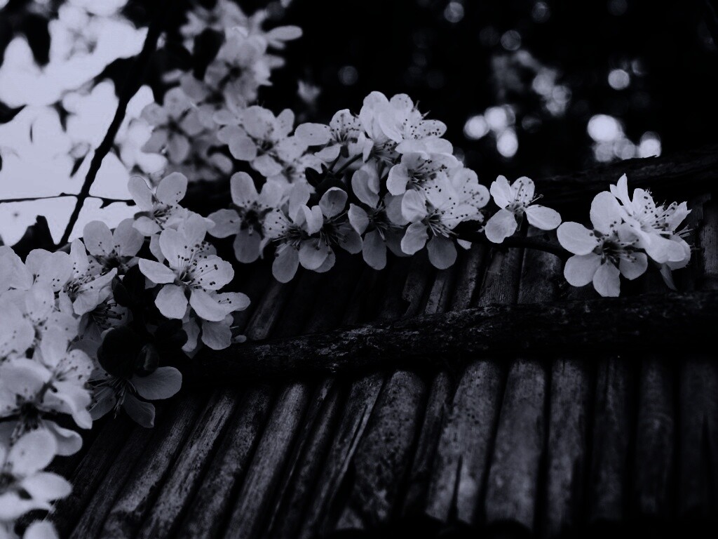 Веточка цветущей вишни обои