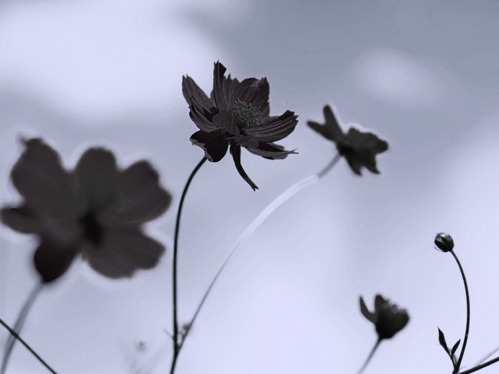 Летние цветы на фоне неба обои