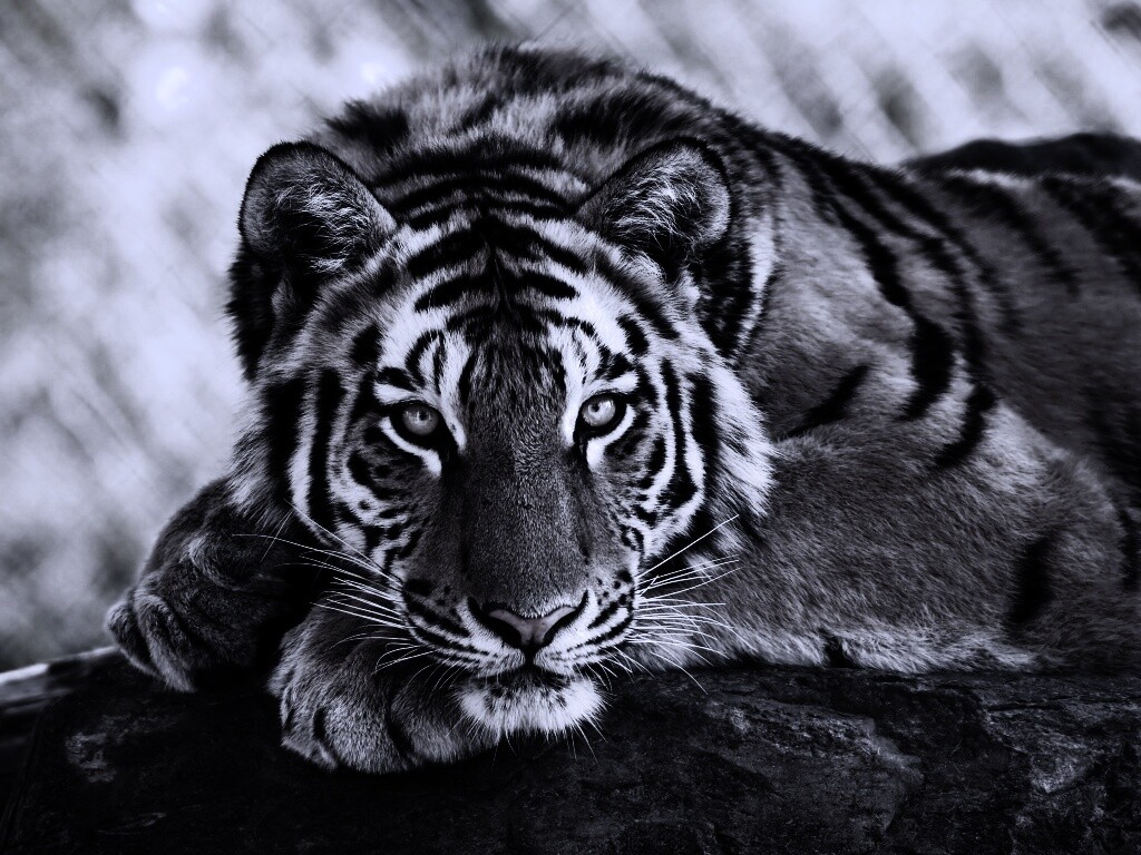 Большая полосатая кошка обои