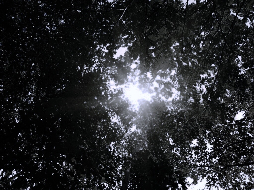 Яркий зеленоватый свет пробивающийся сквозь листву обои