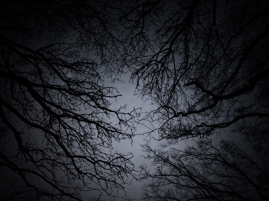 Голые кроны деревьев на фоне неба обои