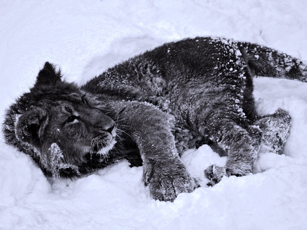 Львёнок в снегу обои