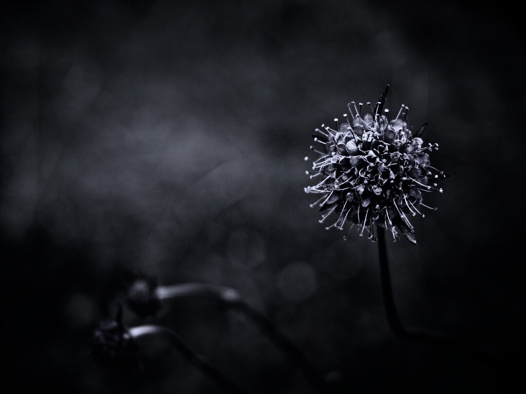 Цветок в макро обои