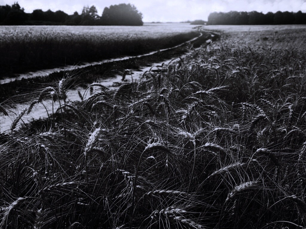 Речка среди поля обои