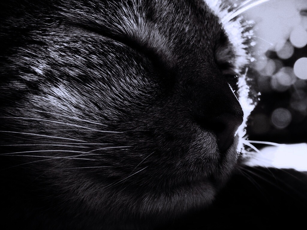 Спящий на солнце рыжий кот обои