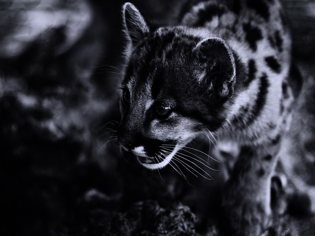 Котенок барса обои