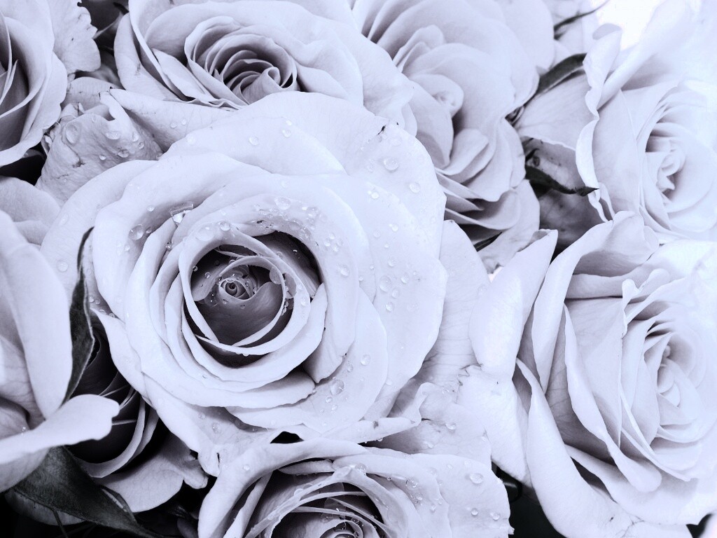 Букет розовых роз обои