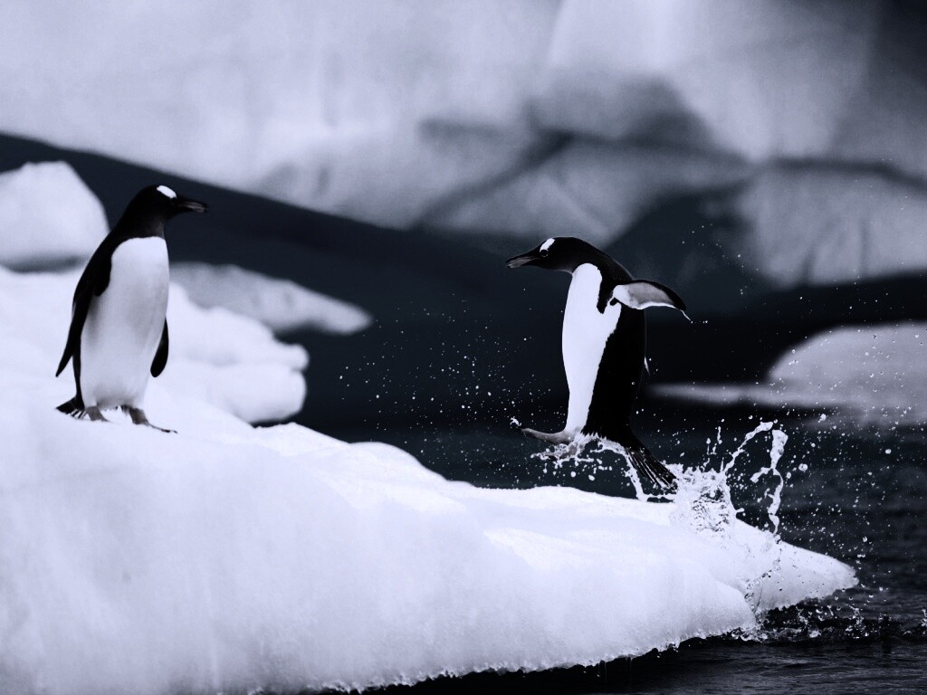 Пигвин запрыгивает на льдину обои