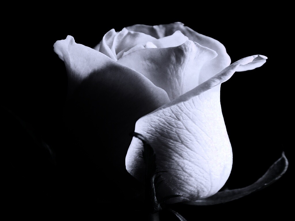 Бутон белой розы обои