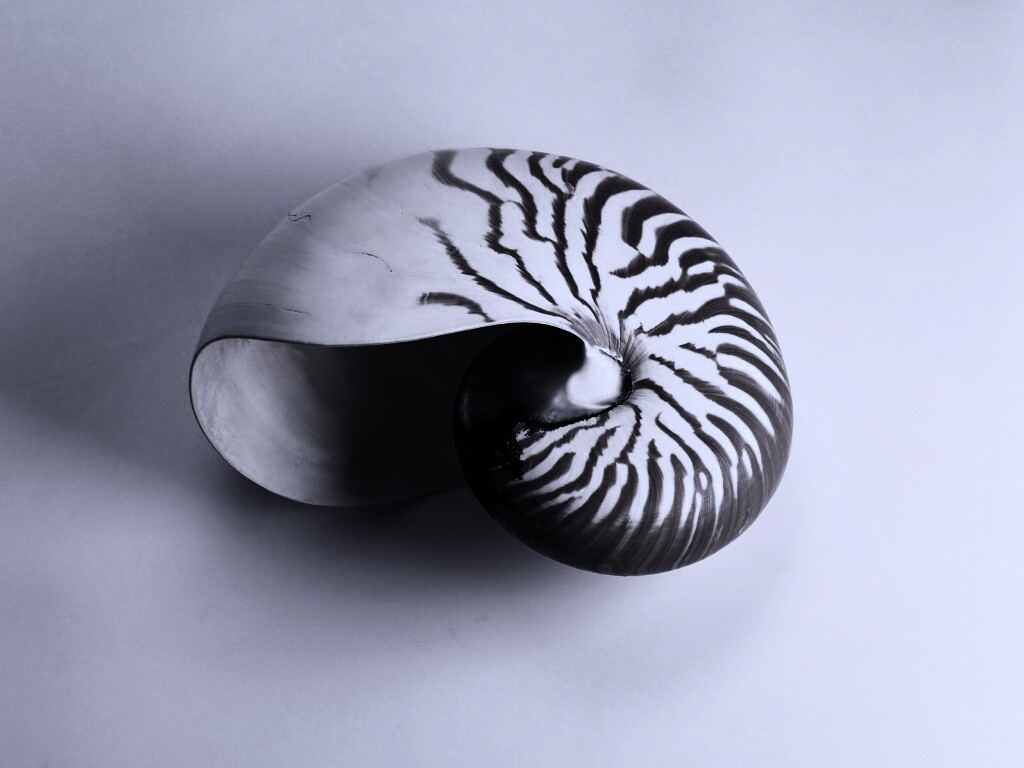 Ракушка в полоску обои