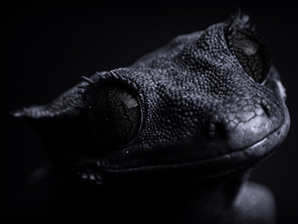 Ящерка обои