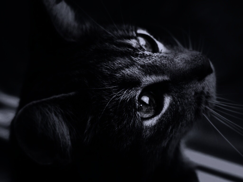 Кот с желтыми глазами обои