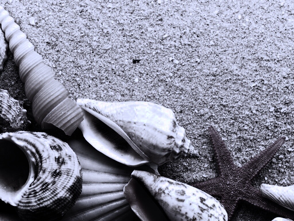 Морские раковины и звезды обои