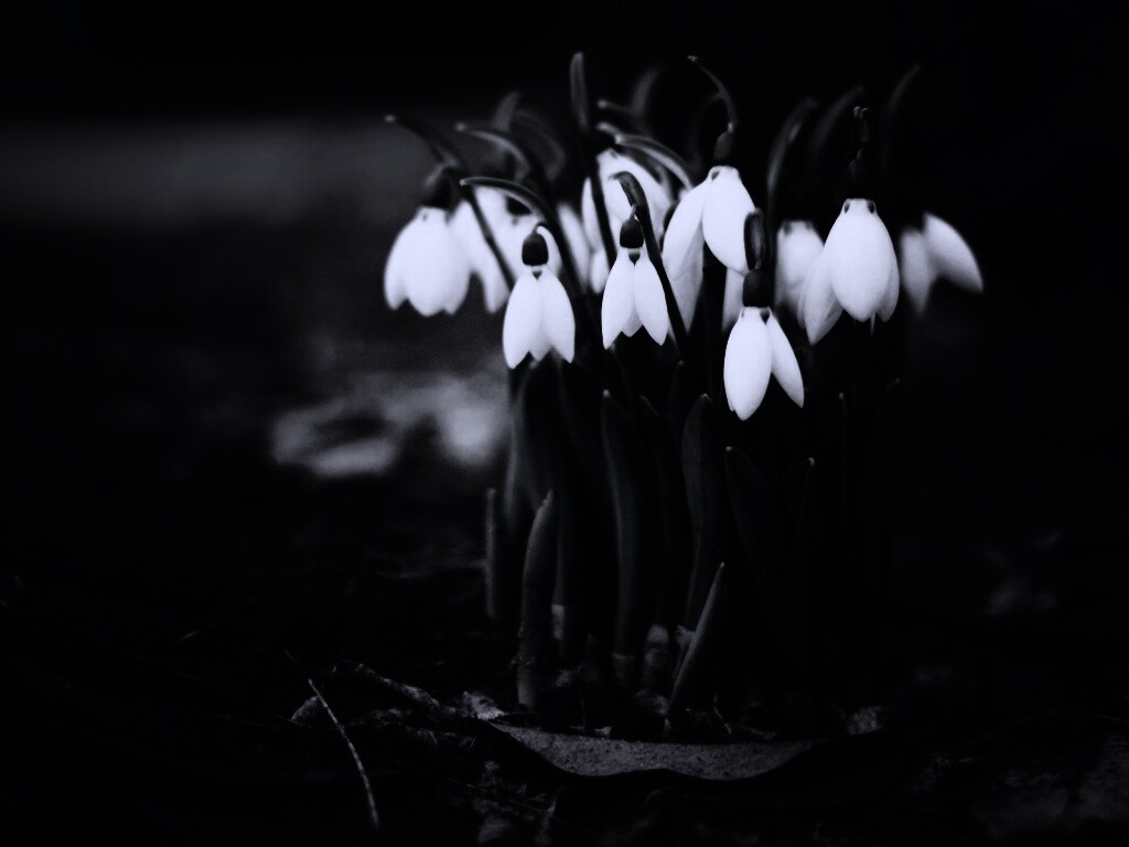 Подснежники - весенние цветы обои