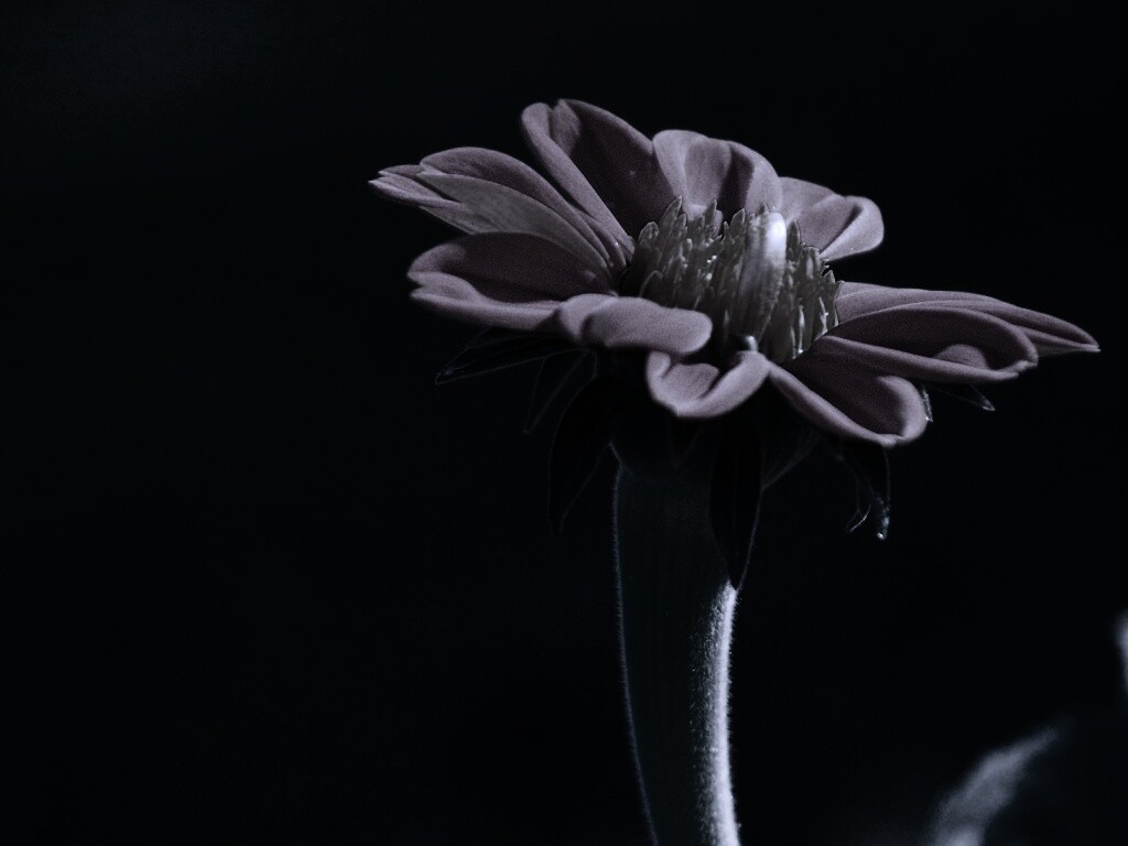 Красивый красный цветок обои