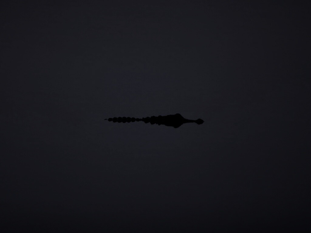 Алигатор обои