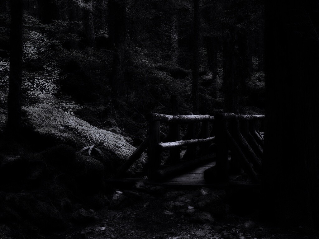 Бревенчатый мост в лесу обои