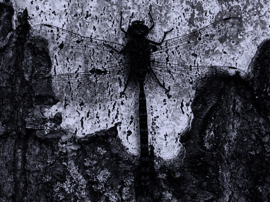 Стрекоза на дереве обои