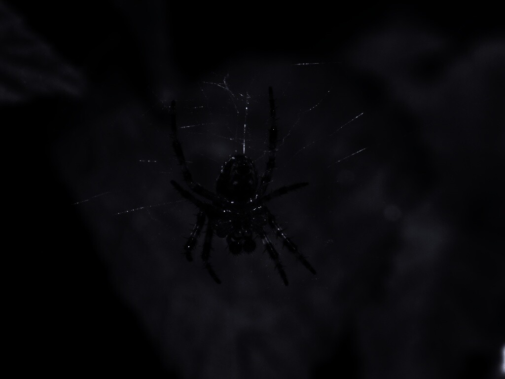 Паук на паутине обои