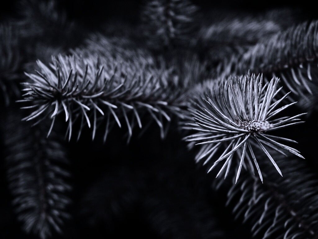 Ветки голубой ели обои