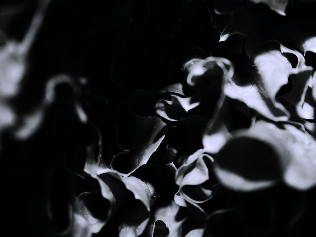 Зеленая листва обои