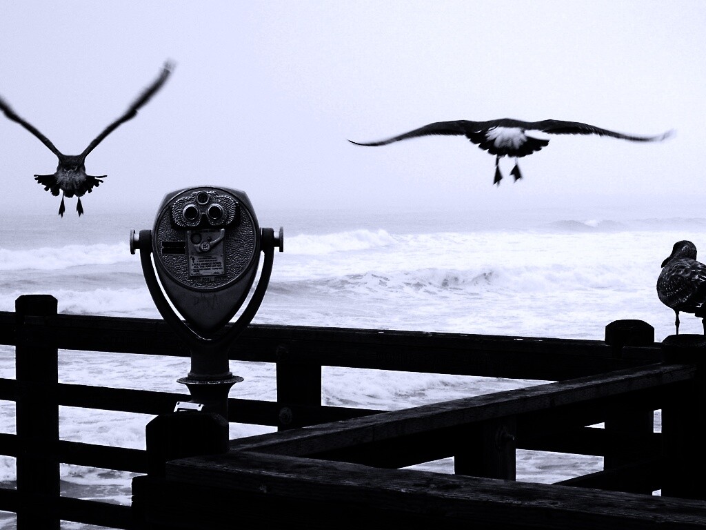 Чайки на перилах пирса обои