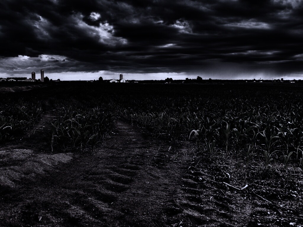 Кукурузное поле у фермы обои