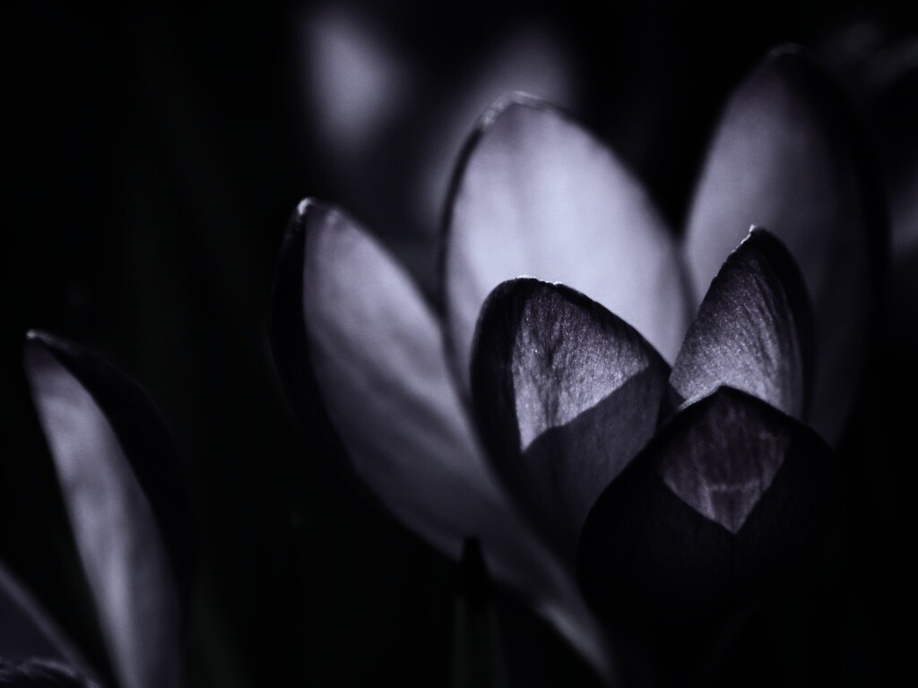 Фиолетовый крокус обои