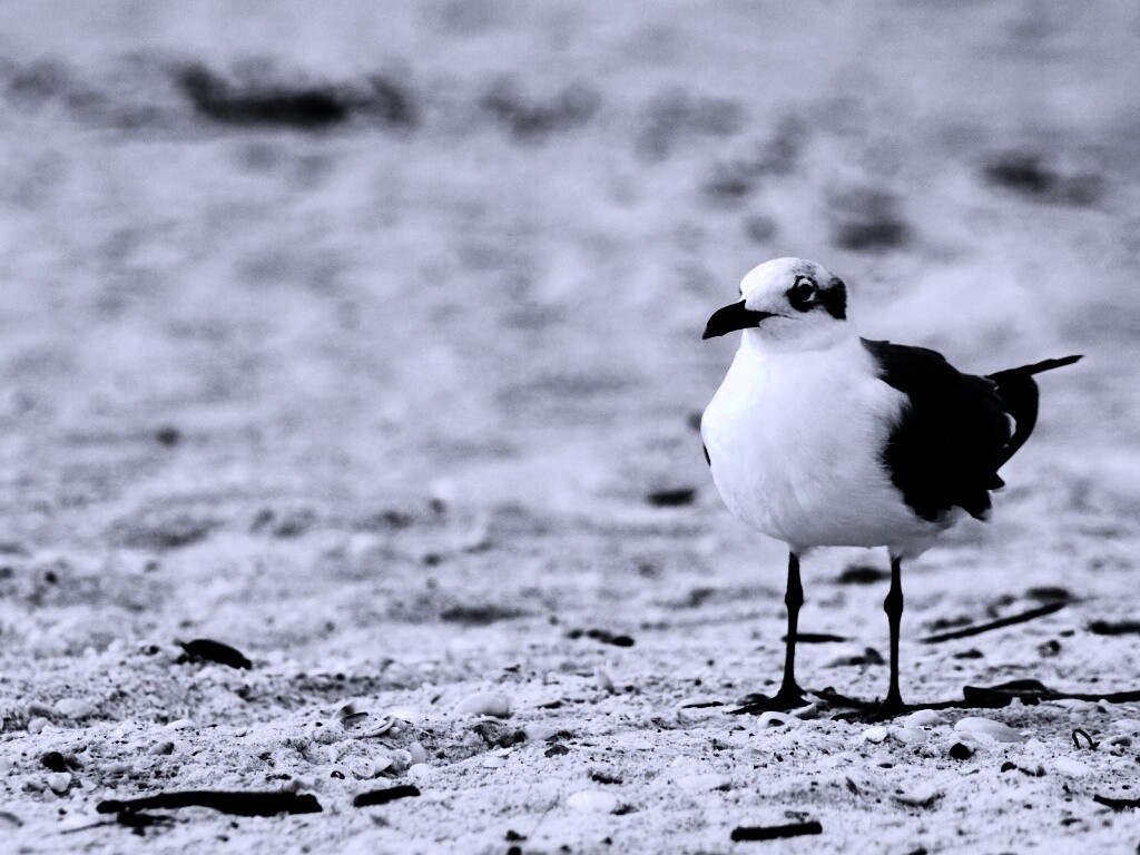 Важная чайка обои