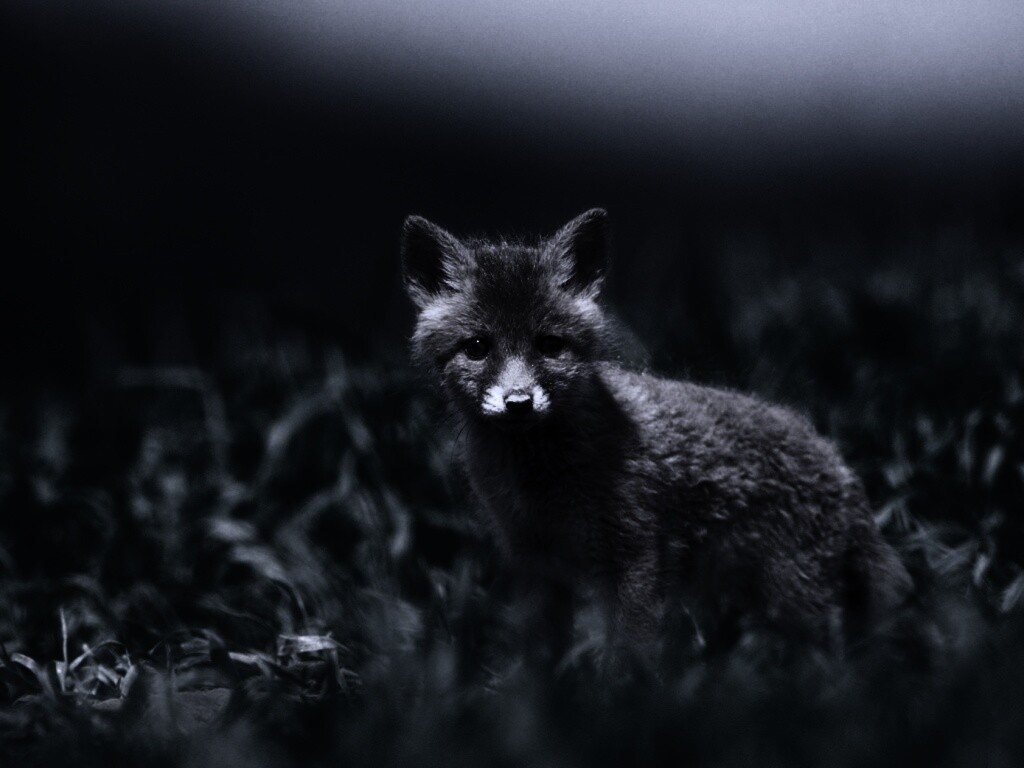 Удивлённый лисёнок обои