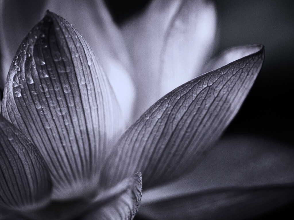 Лепестки цветов обои