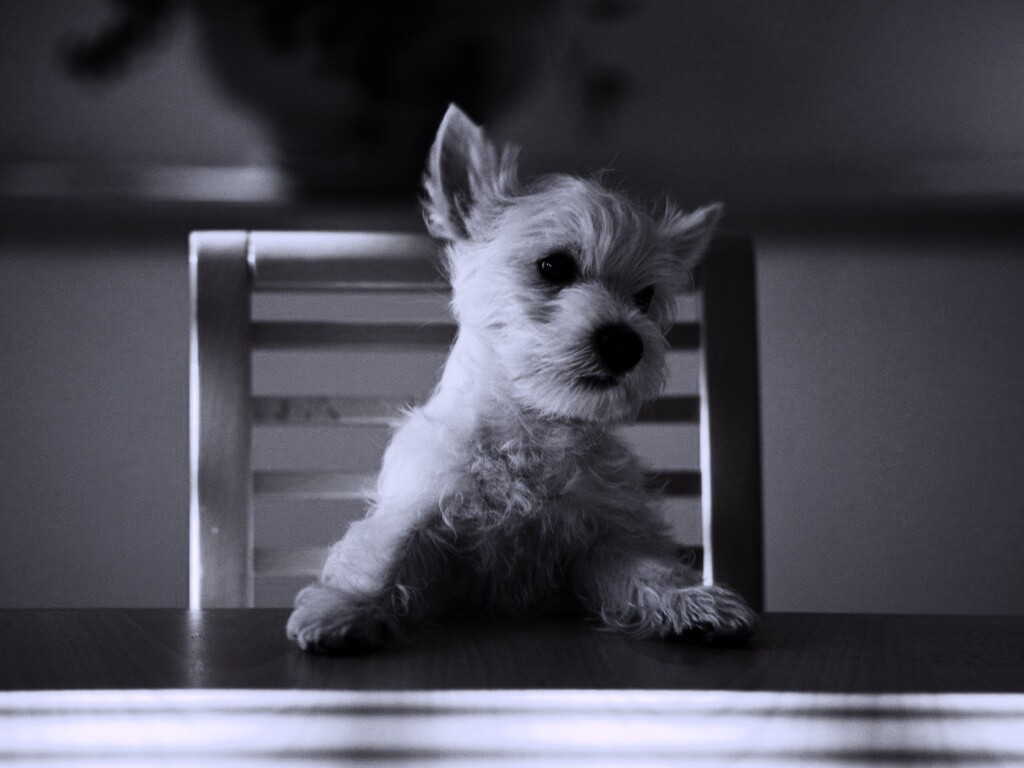 Щенок на стуле обои