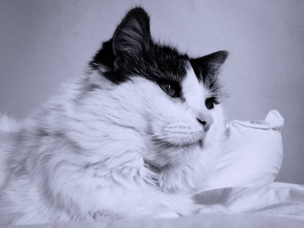 Белый кот с серой макушкой обои