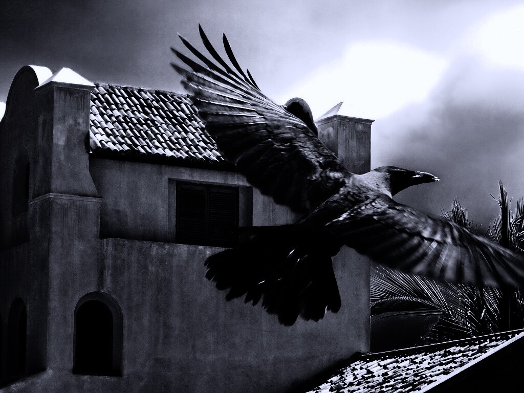 Полёт ворона обои