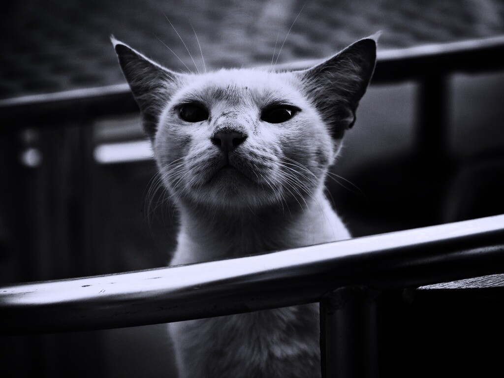 Настороженно принюхивающийся кот обои