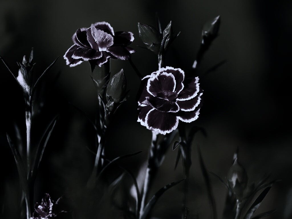 Глоксинии обои