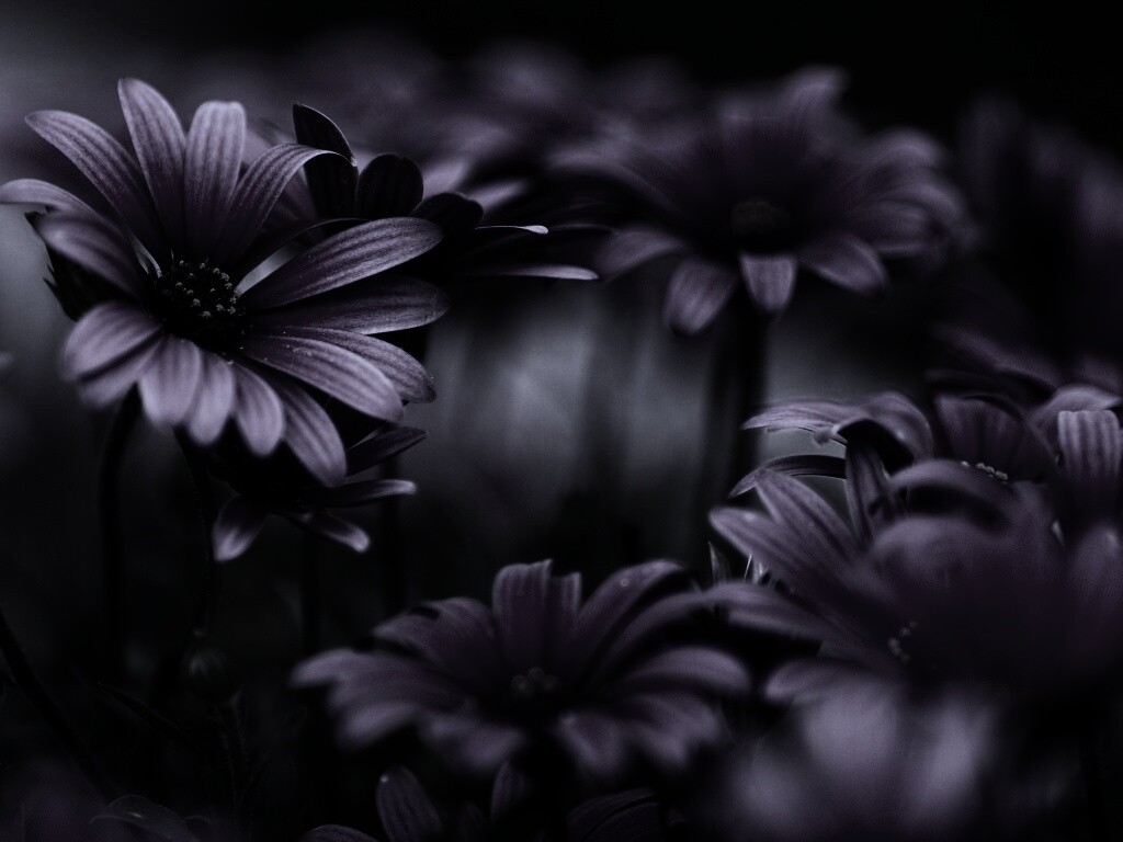 Яркие фиолетовые цветы обои