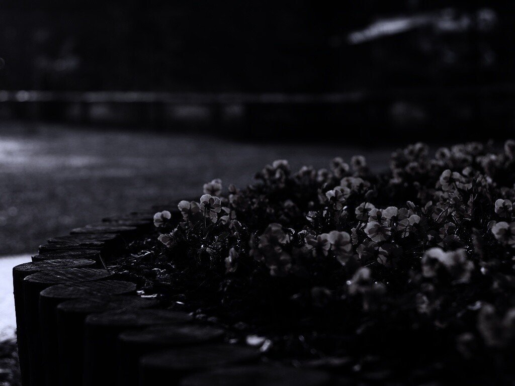 Красивая цветочная клумба обои