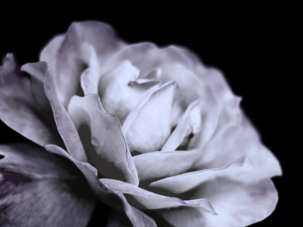 Картинка с нежным розовым цветком обои