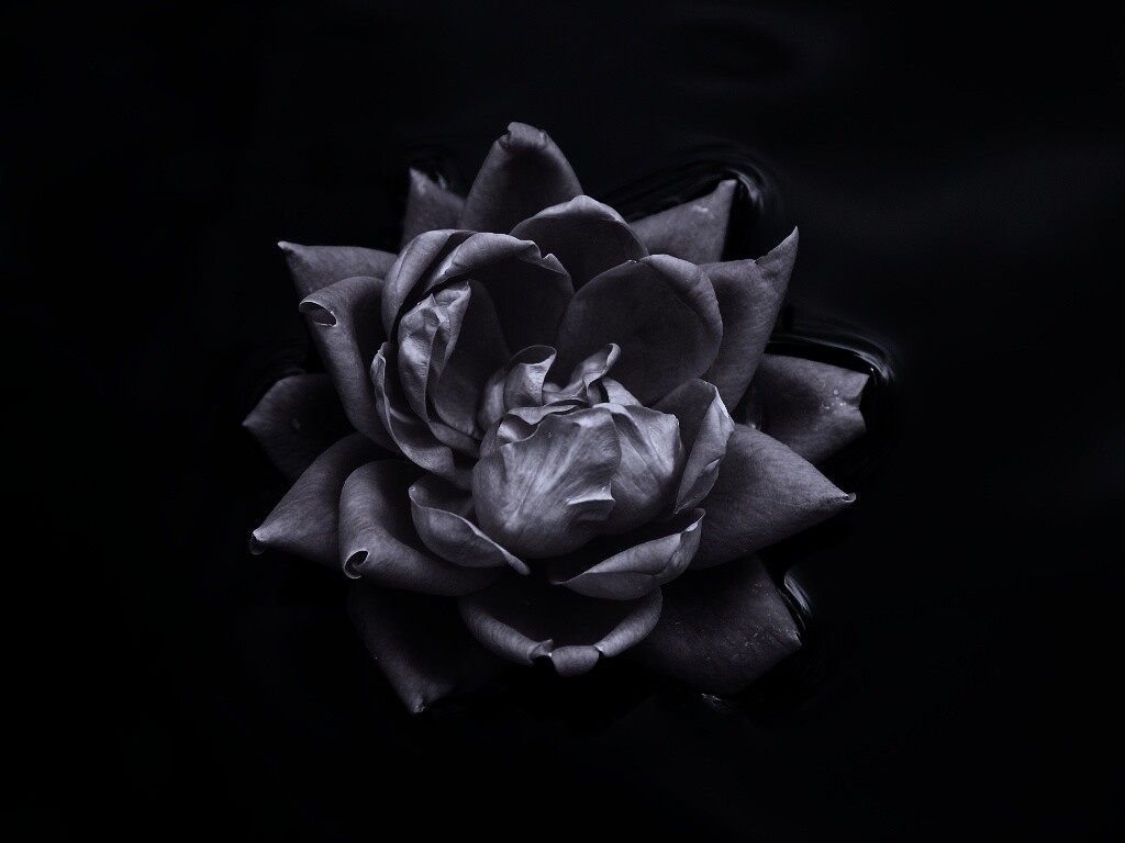 Красивый цветок на воде обои